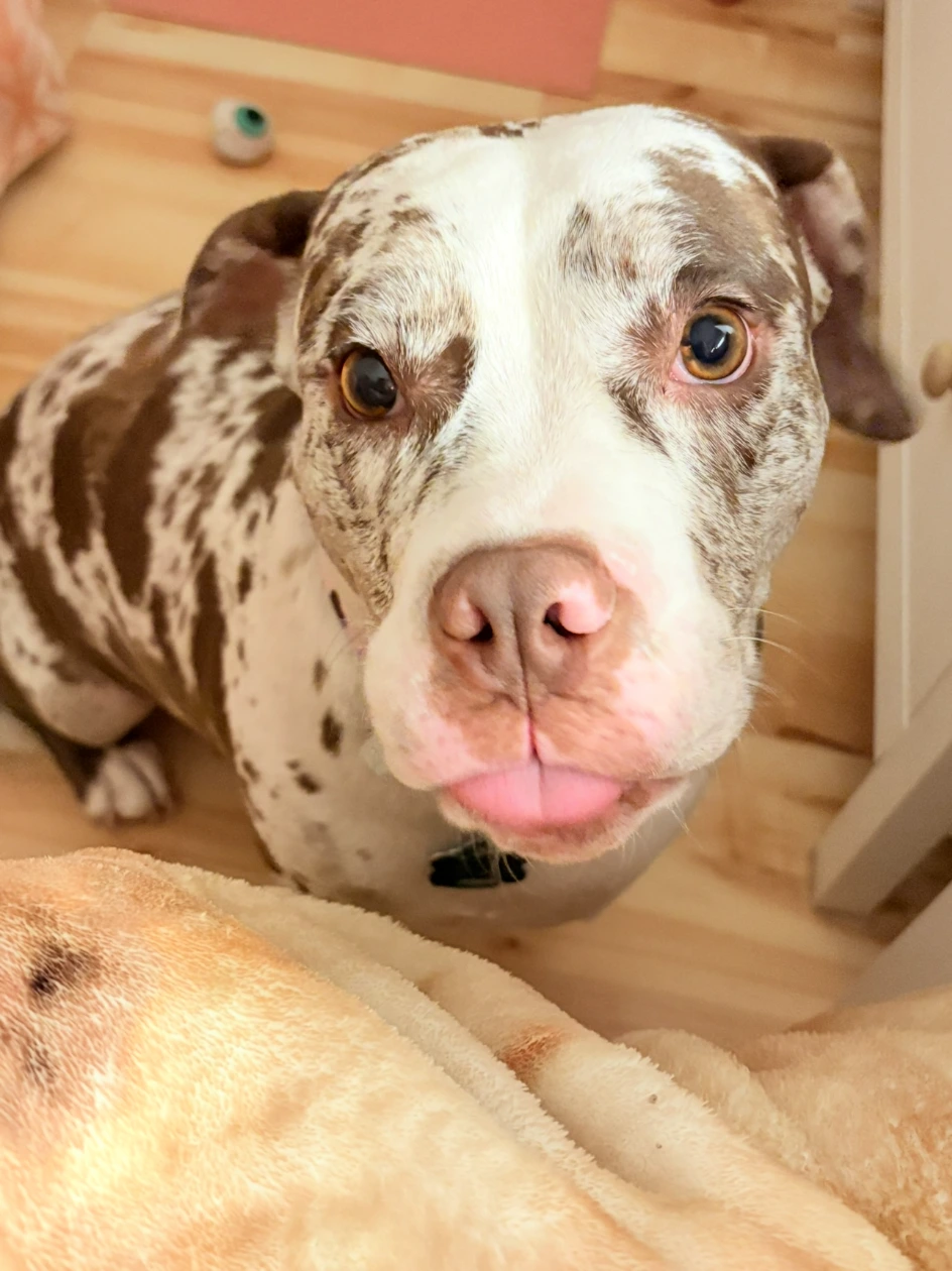 Cow