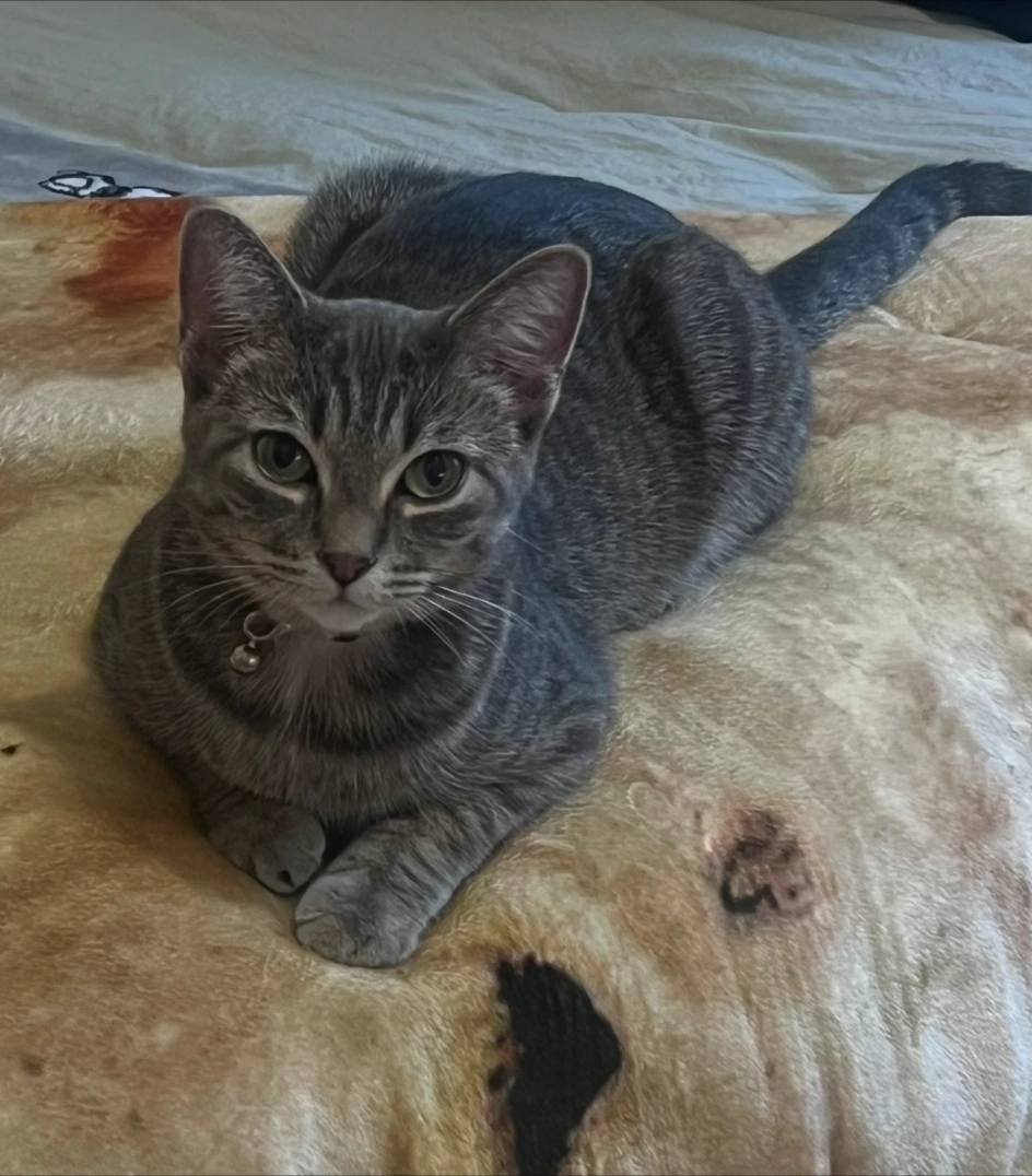 Nala